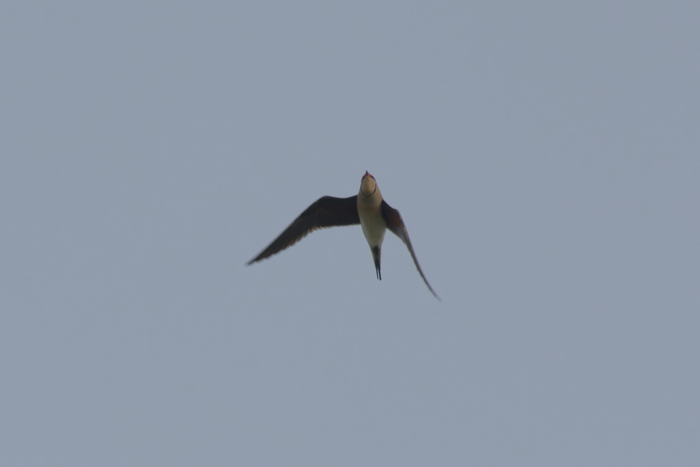 Miniature